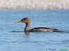 Uccelli anseriformi 14 - Smergo minore.jpg